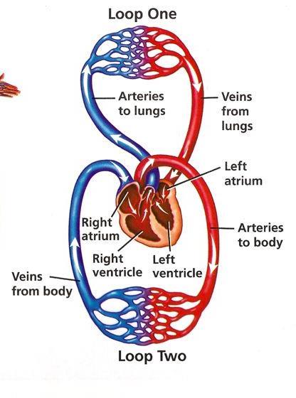 CIRCULATORY ROUTES Blood follows in a figure 8 pattern through the body Oxygenated blood flows from the left ventricle to