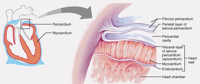 WALLS OF THE HEART Epicardium outer layer = visceral pericardium Myocardium