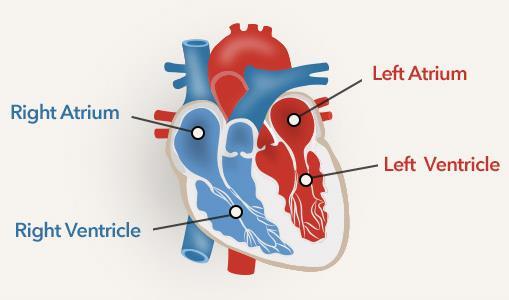 CHAMBERS OF THE HEART Atria two superior chambers Receiving chambers Blood from veins enters atria Ventricles two
