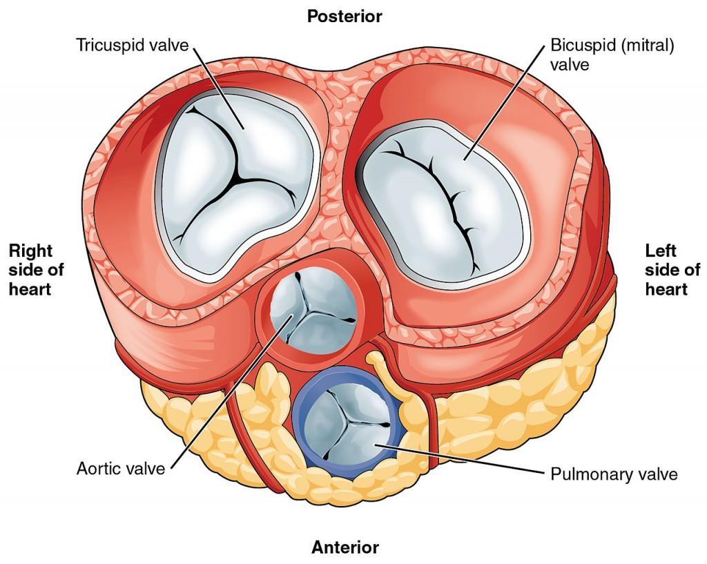 VALVES OF THE HEART Permit blood flow in one direction during circulation Atrioventricular valves (AV valves) Between atria and ventricles Tricuspid valve on