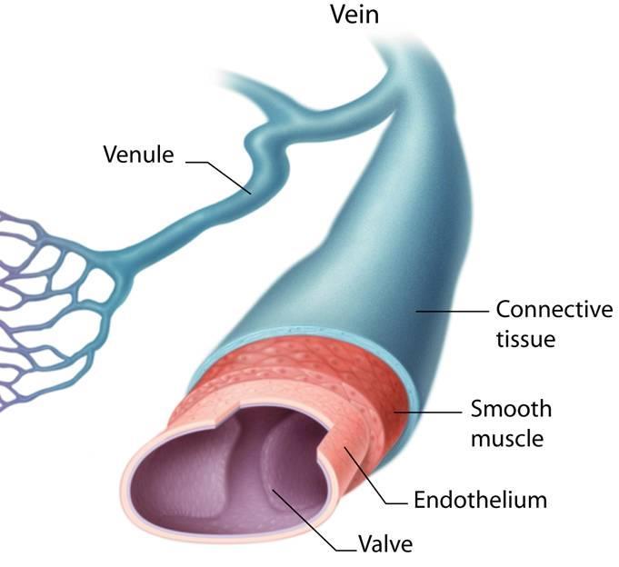 In the circulatory system, there are three types of blood vessels arteries, capillaries, and veins.