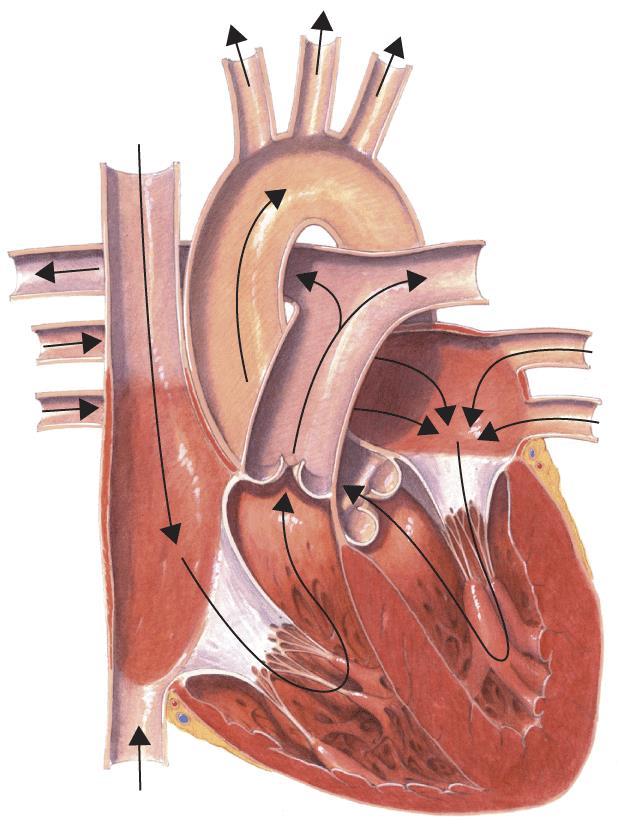 The Heart Left Atrium Pulmonary Veins: Bring