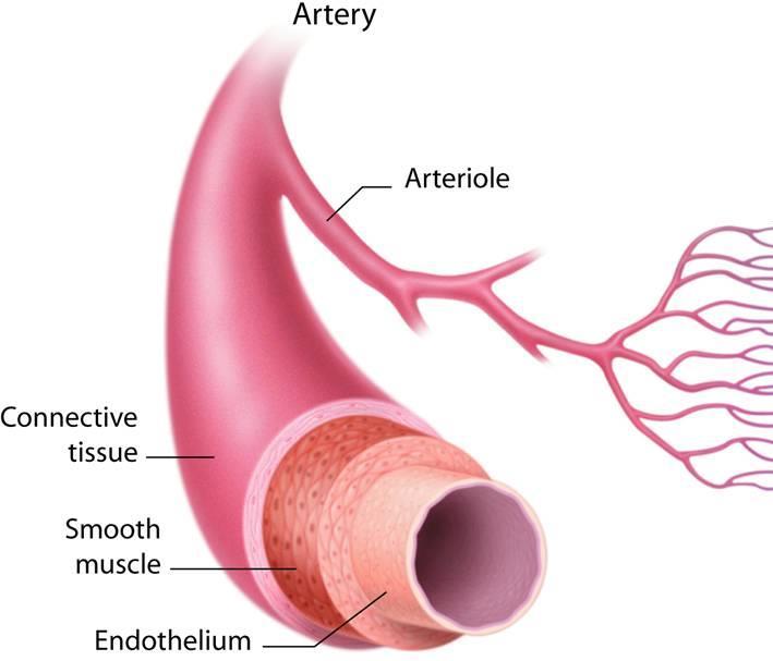 In the circulatory system, there are three types of blood vessels arteries, capillaries, and veins.