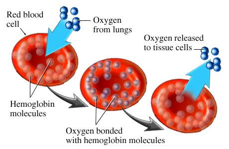 Functions of Blood Function: Transport of Oxygen Transports: Nutrients Electrolytes O 2 & CO 2 Waste Products ormones Maintains Defense: Foreign organisms