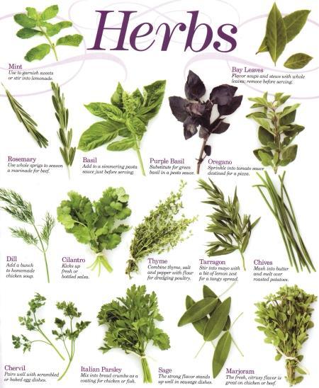 Herbs The World Health Organization(WHO) estimates that over 80% of the world s population uses some