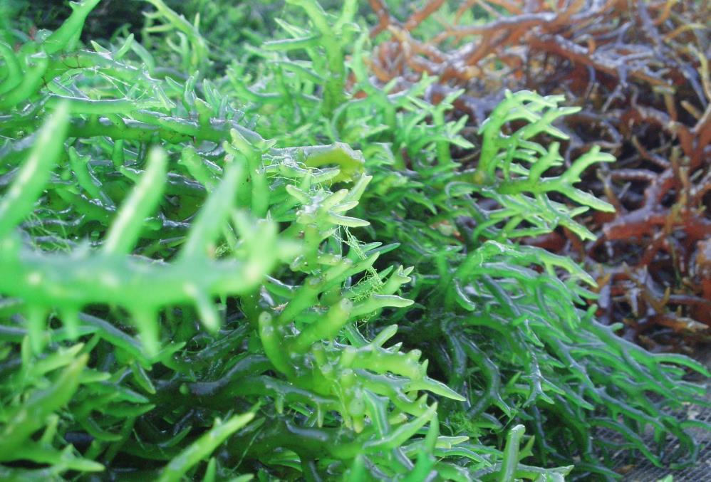 Future Food Source Algae - Seaweed Worldwide 145 species of red, brown or green seaweed are used as food Abundance : over