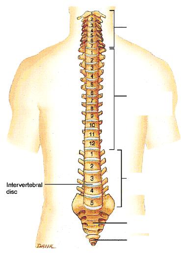 Vertebral Column Backbone consists of 26 vertebrae. Five vertebral regions Cervical vertebrae (7) in the neck.