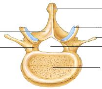 Typical Lumbar Vertebrasuperior view Spinous process Lamina Pedicle