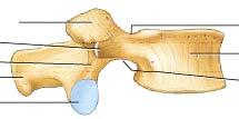 Typical Lumbar Vertebralateral view Superior articular process Transverse process