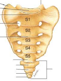Sacrum- ventral view Lateral mass Body Superior articular