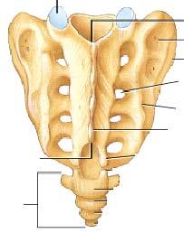 Sacrum- dorsal view Superior articular facet Intermediate sacral crest Neural canal Lateral mass