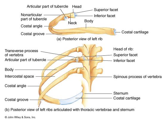 Ribs Fracture at site of greatest curvature.