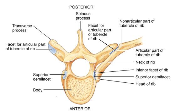 Rib Articulation Tubercle articulates with