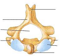 Axis (C2) Spinous process Lamina Vertebral foramen Transverse foramen Transverse process Superior articular