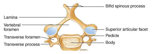vertebral artery Spinous processes of C2 to C6 often bifid