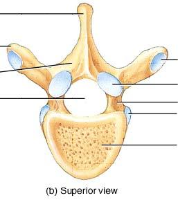 Thoracic Vertebra- superior view Spinous process Transverse process Lamina Vertebral foramen