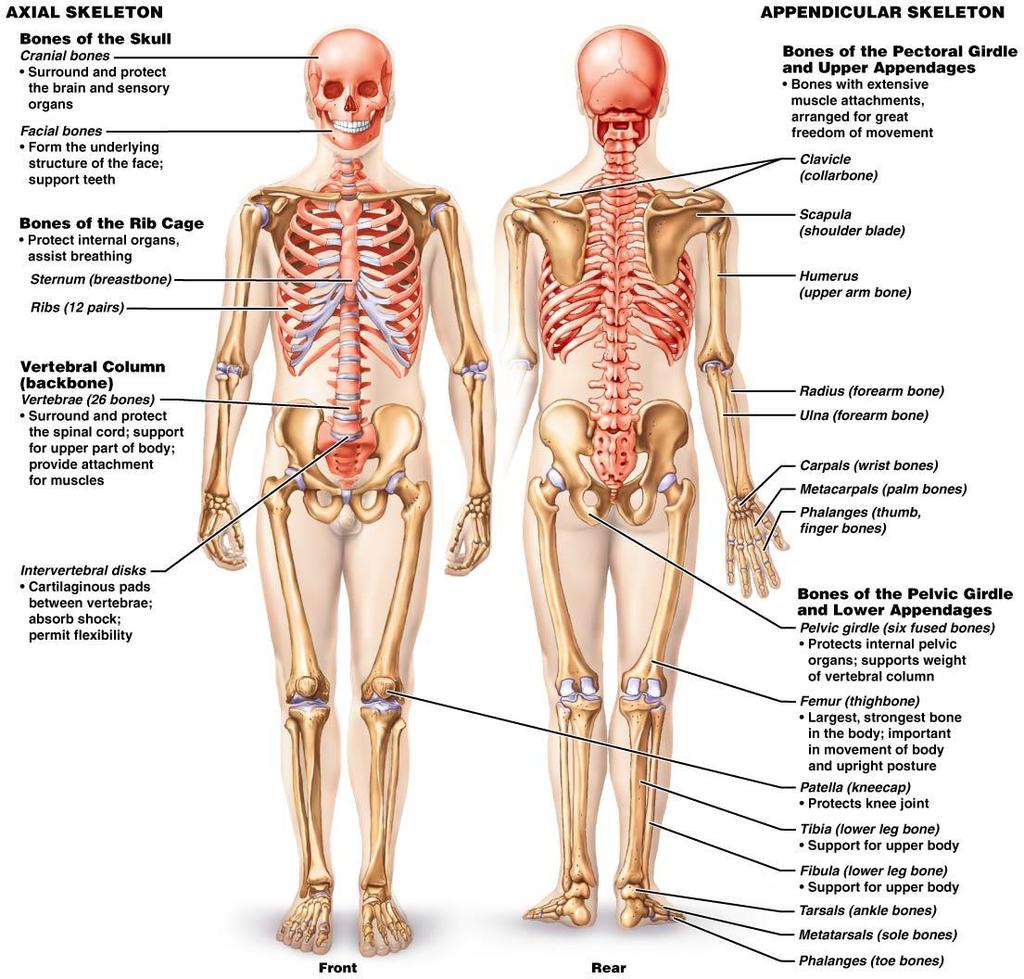 Figure 5.6 Major bones of the human body.