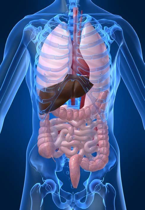 HN019 and colonic transit time (CTT) in healthy adults Average CTT for a healthy individual is 18 72 h Variable or abnormal CTT is associated with gastrointestinal ill-health, pain, or discomfort