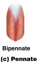 Bipennate pennate variation; features fascicles that are attached to both sides of