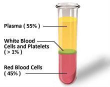 Blood makes up about 7 percent of your body's weight. There are four types of transfusable products that can be derived from blood: red cells, platelets, plasma and cryoprecipitate.