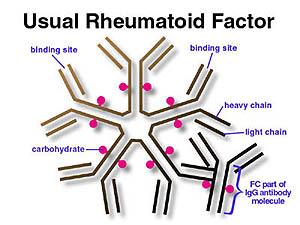 antibodies Rheumatoid Factor In collagen vascular disease and RA, higher titer RF with stronger affinity for IgG