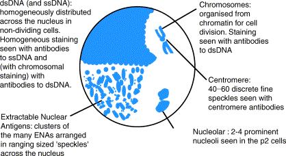 (ANCA) Nucleus Anti dsdna If an ANA is detected, the specific antigen may or may not be known (most ANA s aren t known only detected by fluorescence inside of an intact nucleus) When an ANA screen is
