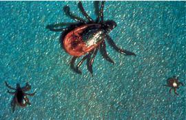 B. burgdorferi Lyme Disease Acquired by tick bites Nonfatal, slowly progressive
