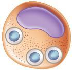 parasites Alternates between: Elementary body: small