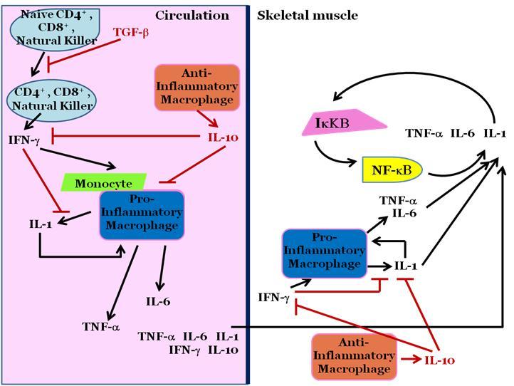 Figure 1.5. Schematic drawing of the inflammatory signaling in circulation and skeletal muscle.