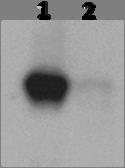 A.2.2b. An example of a P- Akt Thr 308 x-ray film from Chapter V.