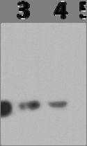 A.2.6b. An example of the P-rpS6 Ser 240/244 Antibody Validation.