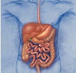 Review of the Normal Digestive System Esophagus The muscular tube that carries solid foods and liquids from the mouth to the stomach Stomach The storage pouch of the gastro-intestinal tract.