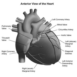 12 Lead ECG Relationship to Coronary Artery Anatomy The left anterior descending coronary artery (LAD) courses down the anterior (front) surface of the heart and supplies oxygen to the septal,