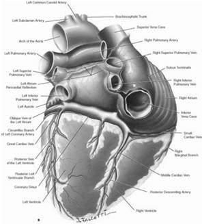 12 Lead ECG Relationship to Coronary Artery Anatomy (cont) Slide 31 12 Lead ECG
