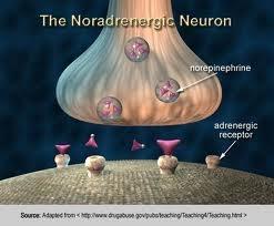 15 10 5 0 Copulation Frequency Mounts Intromissions Ejaculations nucleus accumbens VTA/SN Drugs of abuse increase DA in the Nucleus Accumbens, which is believed to trigger the neuroadaptions that