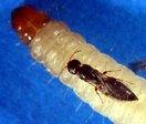 CBHC Platygastridae Platygastor oryzae Larvae of rice gall midge Ichneumonidae