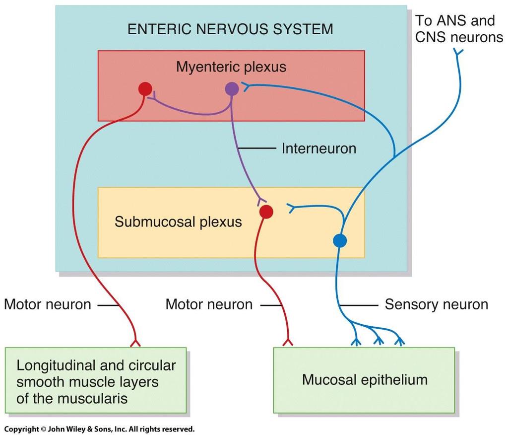 Enteric Nervous System Endeavour