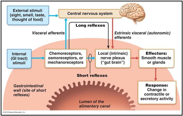 Neural innervations of the GI tract: Summary Marieb, and