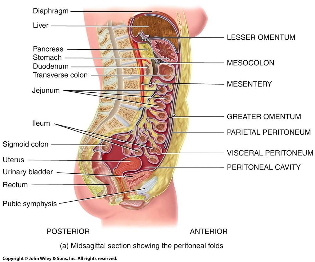 Parts of the Peritoneum Endeavour