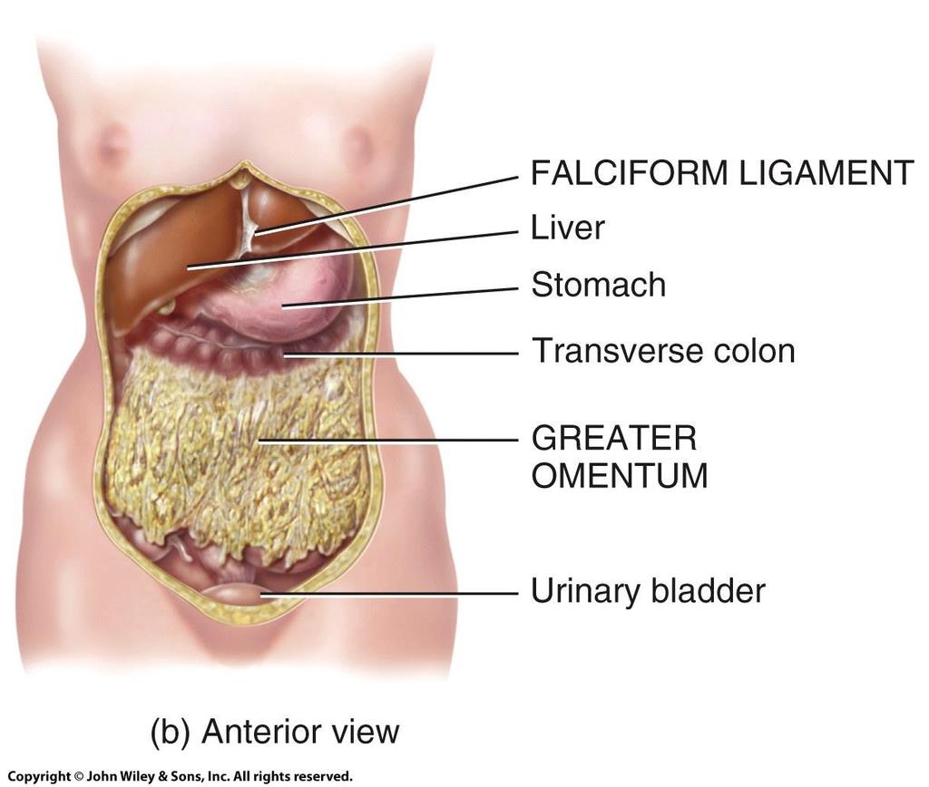 Greater Omentum and