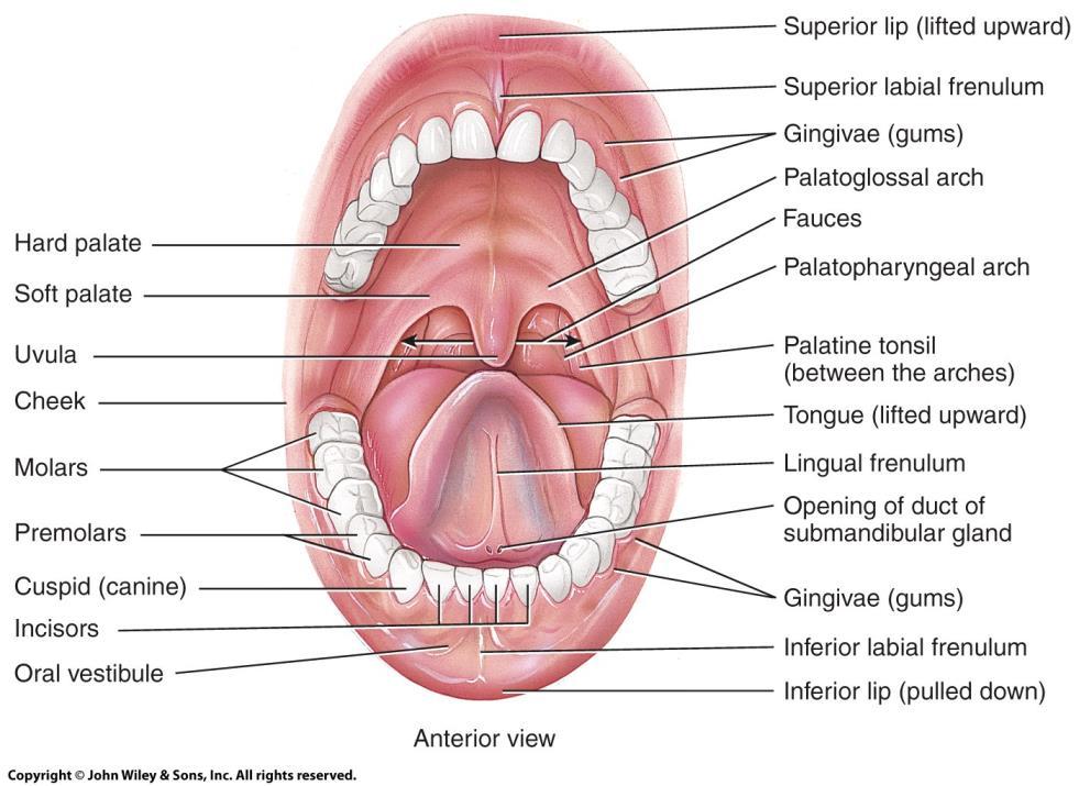 Mouth o Mouth (oral or buccal cavity): o Formed by: Cheeks, Hard and soft