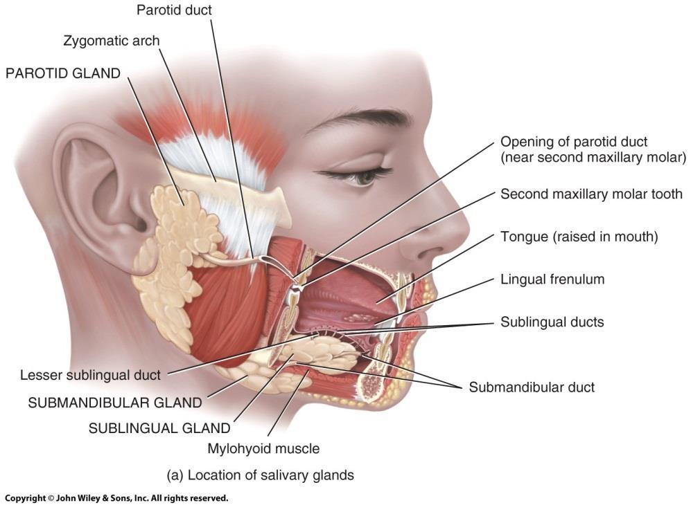 Salivary Glands o Parotid: inferior and anterior to the ears, between the skin and the masseter muscle o Submandibular: medial and partly inferior to the