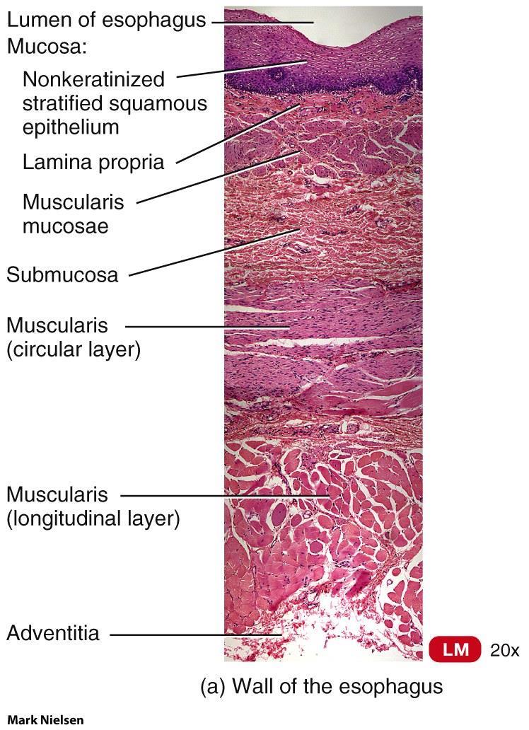 Histology of the Oesophagus Mucosa (stratified squamous) Submucosa (mucous glands) Muscularis