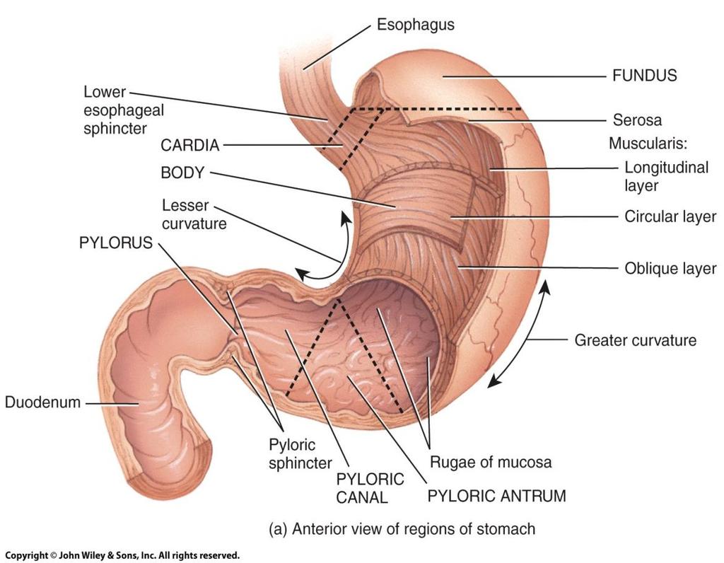 Anatomy of the Stomach o Gross anatomical subdivisions: Cardia