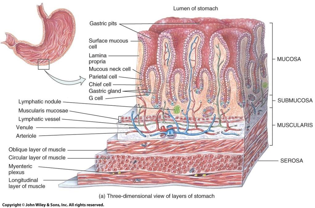 Histology of the Stomach o Layers of stomach wall: Mucosa Submucosa