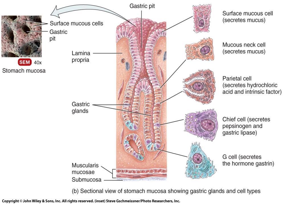 Histology of the Stomach Cells of gastric glands: o Three types of exocrine glands cells: Mucous neck cells Chief or zymogenic cells Parietal or oxyntic cells o