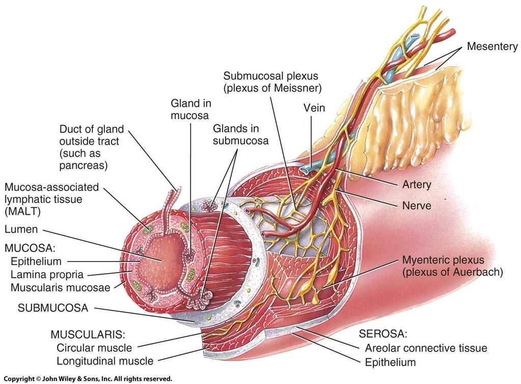 Layers of the GI Tract Endeavour