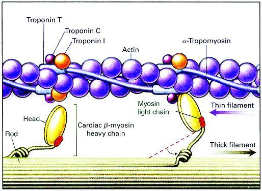 -cardiac troponin I (TNNI3) -cardiac actin (ACTC) -alpha-tropomyosin (TPM1) -essential