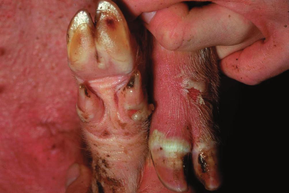 Rev. sci. tech. Off. int. Epiz., 21 (3) 515 Fig. 1 Foot and mouth disease in a pig showing lesions at day 2 after first appearance of clinical signs the tip of the tongue.