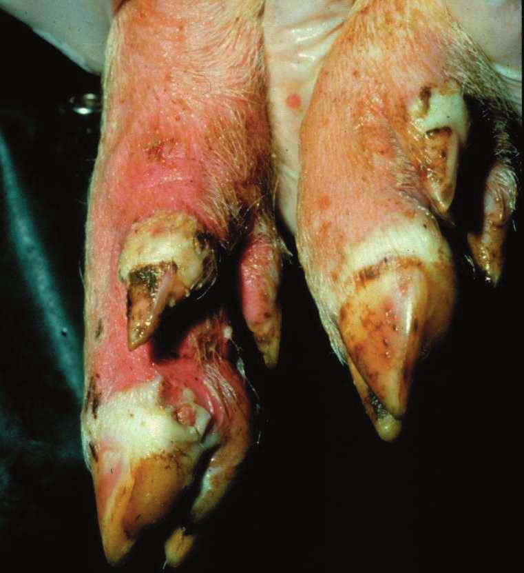 Pigs housed on rough concrete floors may show additional lesions on their hocks and elbows (Fig.